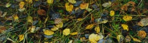 photograph leaves and grass