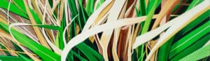 close up painting of palm plant