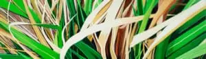 close up painting of palm plant
