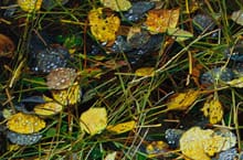 photograph leaves and grass