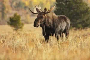 image of a bull moose in a field