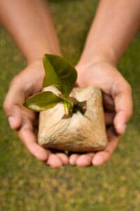 hands holding growing plant