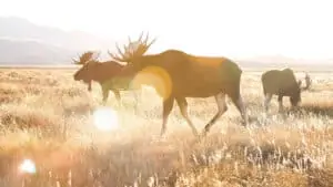 image of moose on the plains