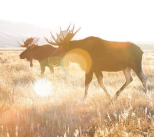image of two moose