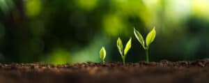 sprouts beginning to grow from the ground